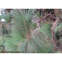 Pino canario (Pinus canariensis)