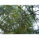 Pino silvestre (Pinus sylvestris)