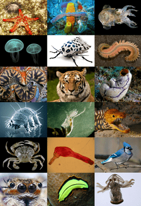 Varias imágenes de animales