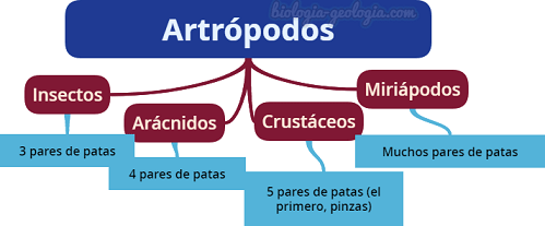 Las principales clases de artrópodos son: insectos, arácnidos, crustáceos y miriápodos