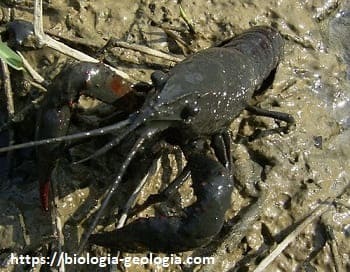 Procambarus clarkii o cangrejo rojo o cangrejo americano de río