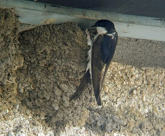 Avión común (Delichon urbica) en su nido