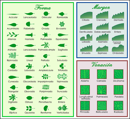 Clasificación de los distintos tipos de hojas