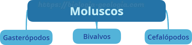 Los principales grupos de moluscos son los gasterópodos, los bivalvos y los cefalópodos