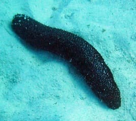 Pepino de mar sobre el fondo del mar