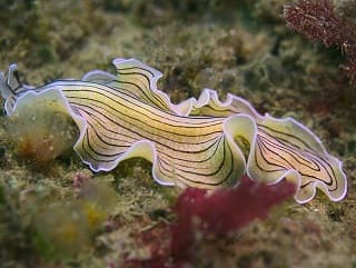 Planaria en el fondo marino