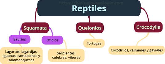 Tipos de reptiles