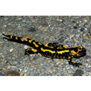 Salamandra (Salamandra salamandra). By David Perez [GFDL (http://www.gnu.org/copyleft/fdl.html) or CC BY 3.0  (https://creativecommons.org/licenses/by/3.0)], from Wikimedia Commons
