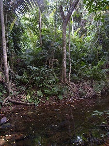 Selva en Isla Tioman (Malasia)