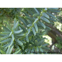 Tejo común (Taxus baccata)