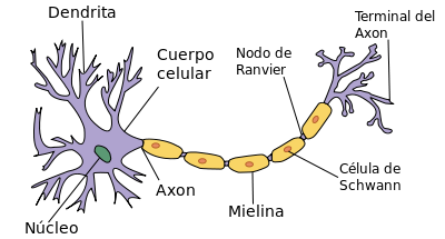 Neurona en la que se señala el cuerpo celular y su núcleo, las dendritas, el axón, la mielina, los nódulos de Ranvier, etc.
