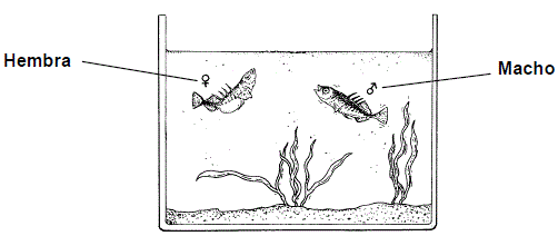 Acuario con un pez espinoso macho y otro hembra