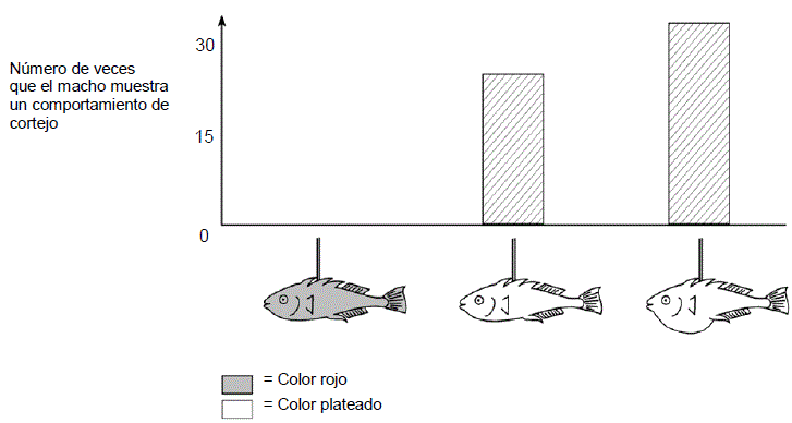 Número de veces que el macho muestra un comportamiento de cortejo: color rojo vientre plano 0, color plateado vientre plano 25, color plateado vientre redondeado 35.
