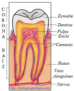 Estructura de un diente
