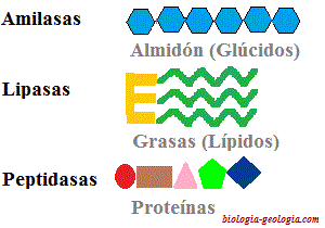 Enzimas digestivas: amilasas, lipasas, proteasas o peptidasas