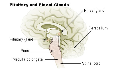 Imagen con la glándula pineral y la hipófisis