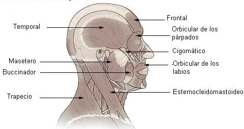 Músculos de la cabeza y cuello