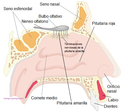 Anatomía de la nariz. Partes de la nariz o cavidad nasal