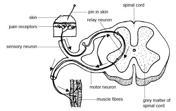 Imagen de la médula espinal donde las neuronas intercalares conectan neuronas sensitivas con neuronas motoras