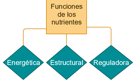 Los nutrientes tienen tres funciones: energética, estructural o plástica y reguladora
