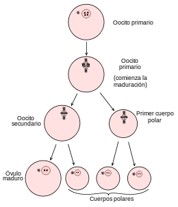 En la ovogénesis, de una ovogonia de 46 cromosomas se obtiene un óvulo de 23 cromosomas