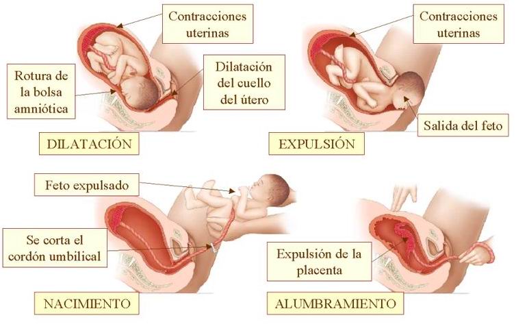 Fases del parto: dilatación, expulsión, nacimiento y alumbramiento