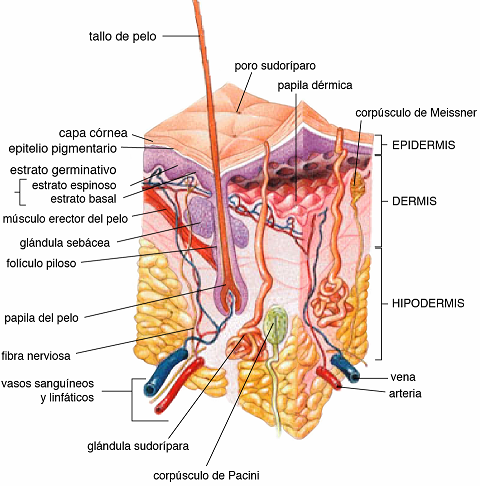 La piel está formada por varias capas: epidermis, dermis e hipodermis