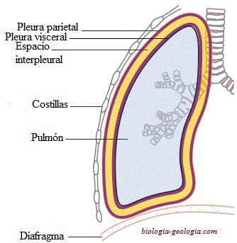 Pleura interna y externa cubriendo cada pulmón