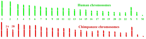 Comparación entre los cromosomas humanos y los del chimpancé, muy similares.