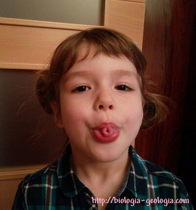 La capacidad de enrollar la lengua se debe a un gen dominante.