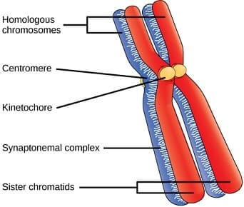 Partes de un cromosoma