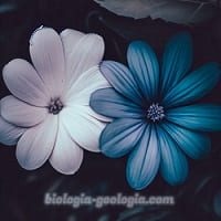 Flor azul y flor blanca