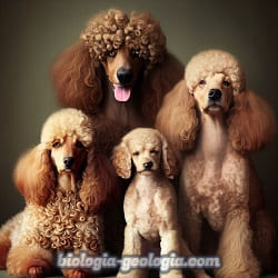 Perros de pelo rizado y de pelo liso