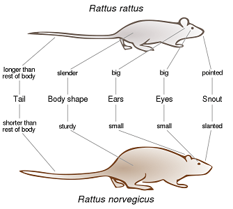 Comparación entre la rata de campo y la rata de alcantarilla