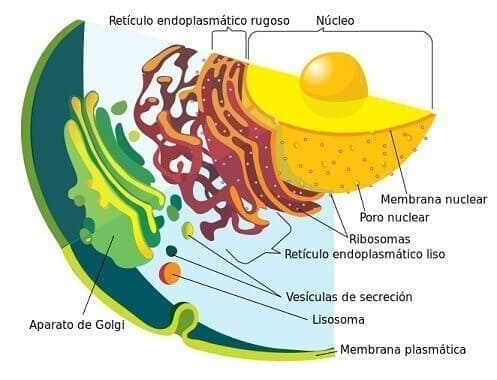 Sistema de membranas o endomembranoso