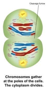 Telofase I de la meiosis y citocinesis