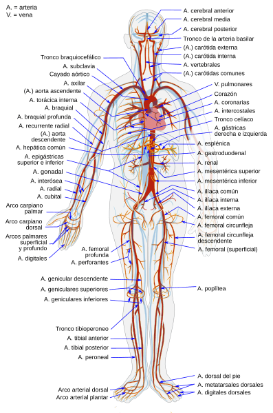 Arterias del cuerpo humano