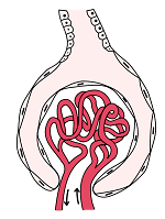 Corpúsculo renal en el que puede observarse en rojo el glomérulo renal rodeado por la cápsula de Bowman. En el corpúsculo renal tiene lugar el primer paso en la filtración de sangre y la generación de orina.