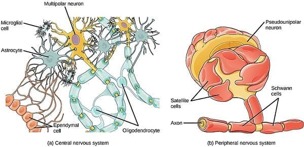 Células del sistema nervioso