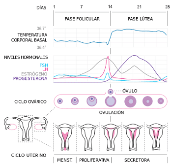 Hormonas en el ciclo menstrual