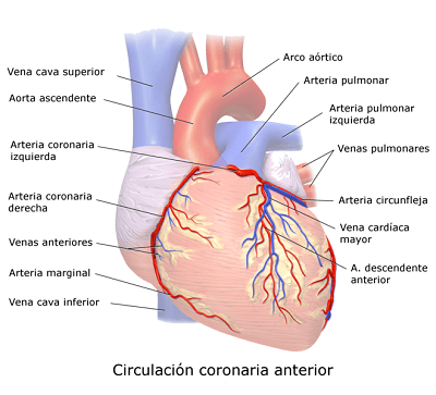 Arterias y venas coronarias