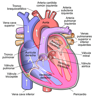 Partes del corazón