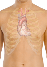 Localización del corazón en el tórax