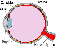 Esquema de la sección del ojo en el que puede observarse la retina en rojo desprendida en la parte superior.