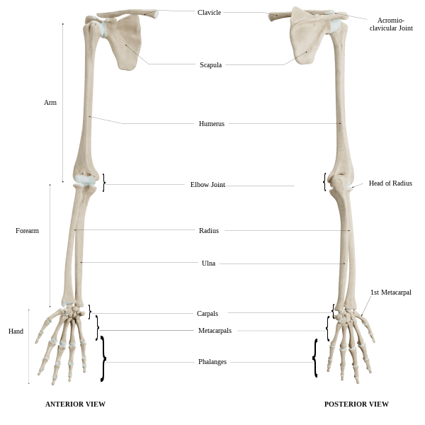 Huesos de las extremidades superiores