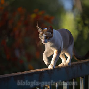 Gato andando sobre una valla muy estrecha