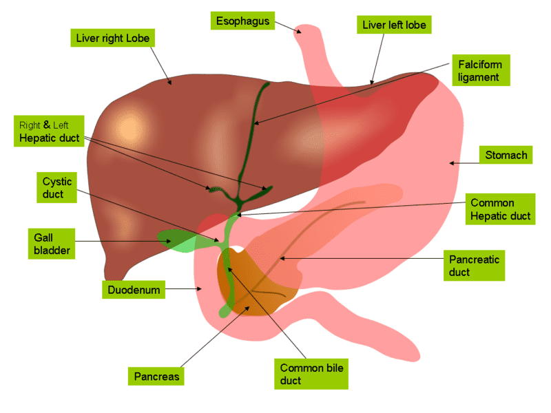 Partes del hígado