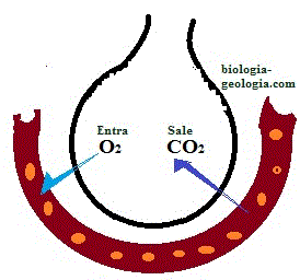 Intercambio de gases por difusión. El oxígeno pasa de donde hay más concentración (el interior del alvéolo) a la sangre, y el dióxido de carbono pasa de donde hay más concentración (la sangre) a donde hay menos (los alvéolos).