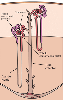 Posición de la nefrona en el riñón