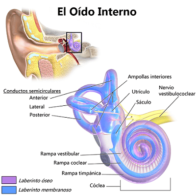 Anatomía del oído interno